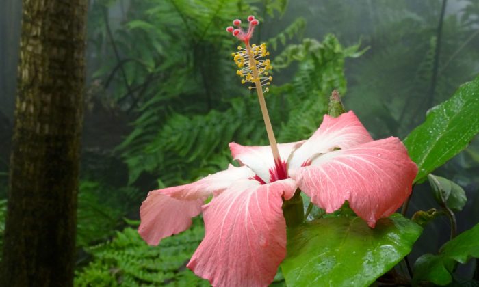 Conservatoire botanique hibiscus © Charlotte Dissez