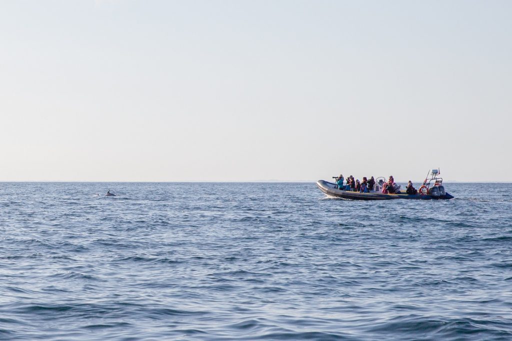 Dauphins devant bateau Archipel Excursions © Eugénie Ragot
