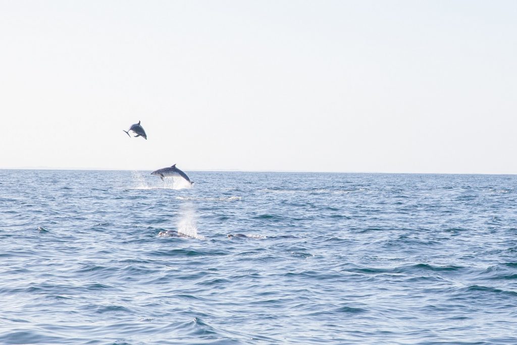 Dauphins en mer d'Iroise © Eugénie Ragot